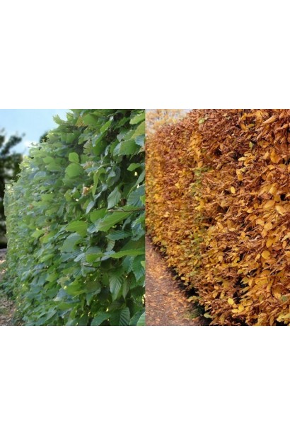 Граб звичайний (хлист)